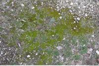 Photo Texture of Mossy 0007
